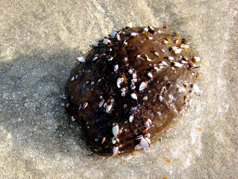 DSC00609